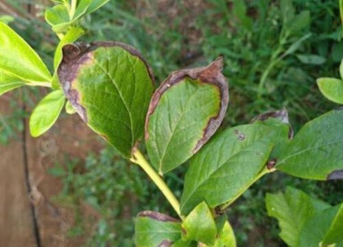 植物叶子边缘焦枯什么原因 绿植叶子边缘焦枯怎么办