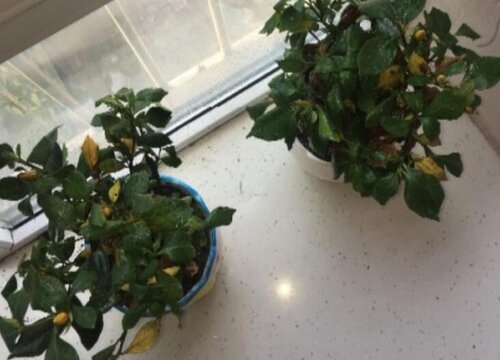 栀子花新芽发黄发卷的处理