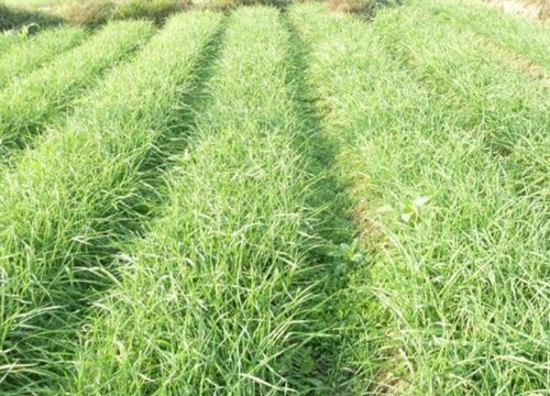 种植蒜苗施什么肥料最好（用什么底肥长苗快又不伤苗）