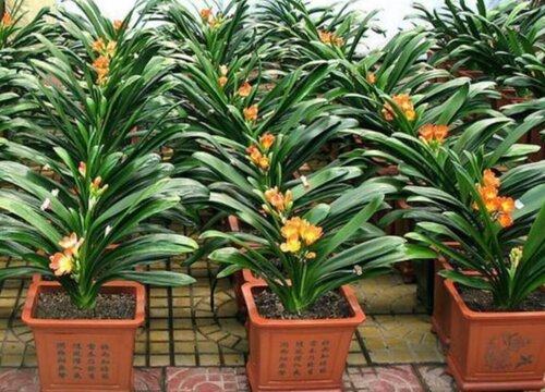 黑色塑料袋解决君子兰夹箭问题