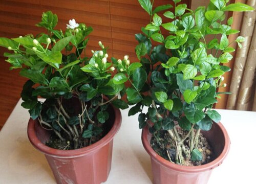 茉莉花养护需要满足什么先决条件