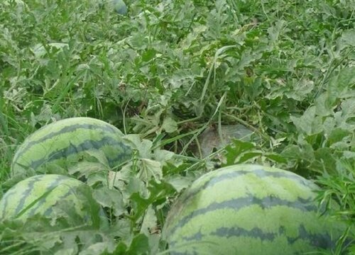 嫁接西瓜怎么嫁接方法（种植西瓜嫁接注意事项）