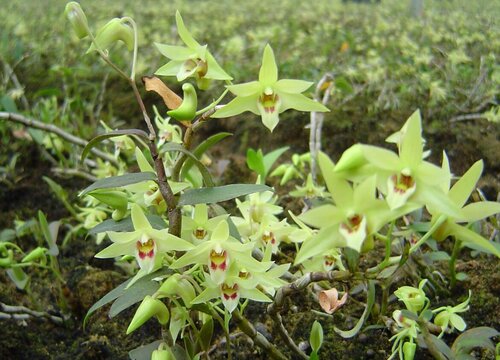 石斛怎么种植方法