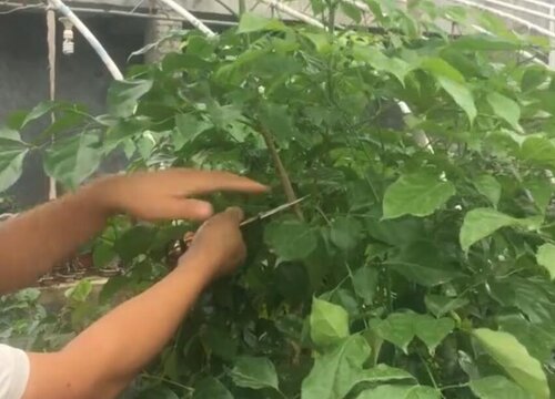 幸福树烂根如何救活