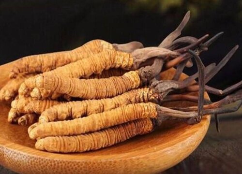 冬虫夏草一般每天吃几根最合适 每天吃多少为宜有效果