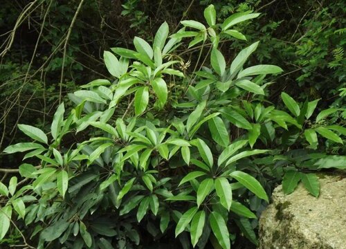 鹅掌藤和鹅掌柴的区别