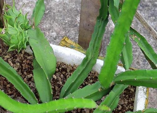 盆栽火龙果如何养护分枝多又壮
