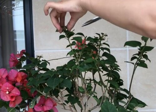 三角梅修剪枝条催花什么时候进行最好