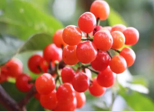 樱桃树细菌性穿孔的防治方法（细菌性穿孔用什么药）