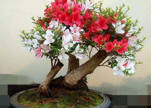 杜鹃花的修剪方法  如何修剪侧芽呼呼长