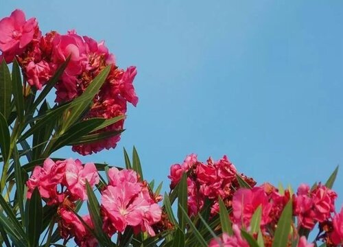 柳叶桃如何养护管理