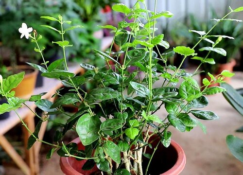 茉莉花冒新芽后如何养护开花多