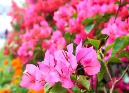 夏季杜鹃栽种如何避免落叶现象