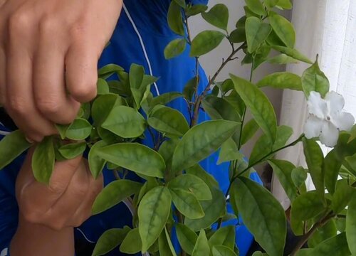 茉莉花二次修剪的注意事项