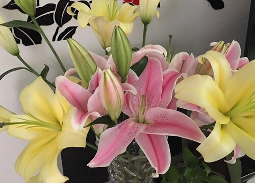 百合花一直不长怎么办（百合花生长缓慢的原因及处理方法）