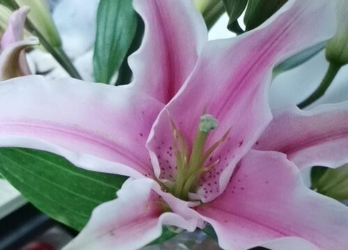 百合花可以放在卧室吗 晚上睡觉放房间里对身体好吗