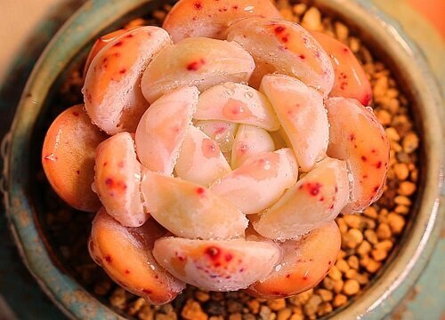 夏季多肉感染根粉蚧如何治疗