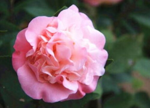茶花长花苞不开花是什么原因