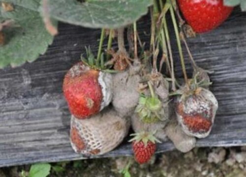 花卉如何预防由真菌感染引起的病害