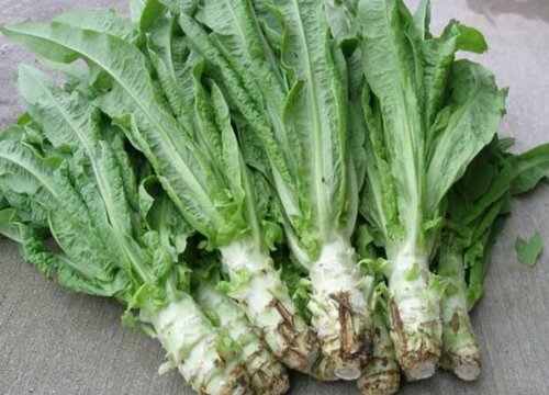 莴笋叶和油麦菜的区别