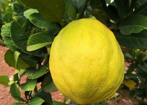 香橼观果植物养护小技巧