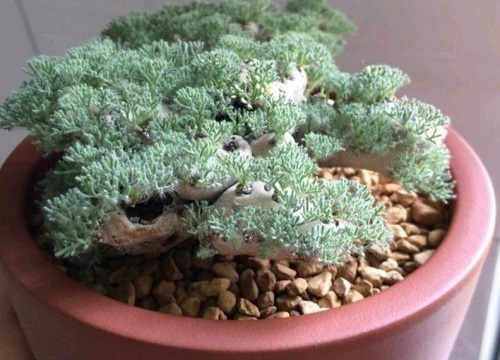 白皮月界1