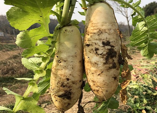萝卜在什么时间种植合适（萝卜适合种植和收获的时间）