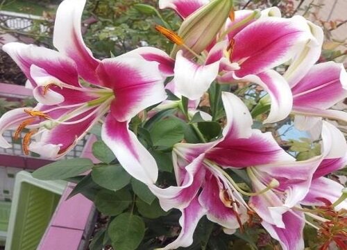 百合花长什么样子图片
