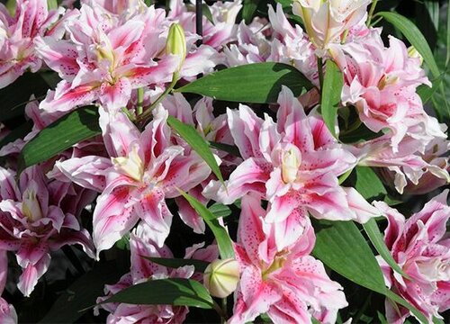 水培百合花的养殖方法 水养百合花注意事项