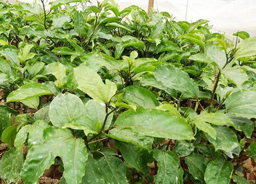 百香果开花不结果是什么原因 不结果原因及应对措施