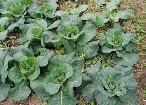露天包菜什么时候种植 包菜栽种时间和管理方法