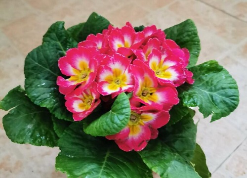 报春花怎样组盆  组盆技巧