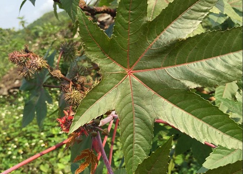 十大剧毒野果名字及图片 毒性最强的野果有哪些