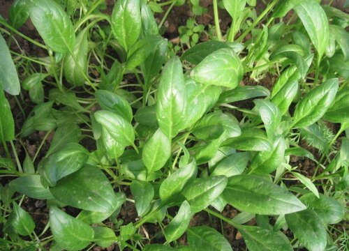 菠菜出苗后不长齐的原因（种植的菠菜出苗率低怎办）