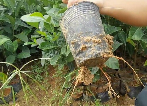 菠萝蜜怎么种植方法