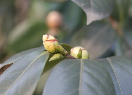 夏天如何养茶花  有哪些养护技巧