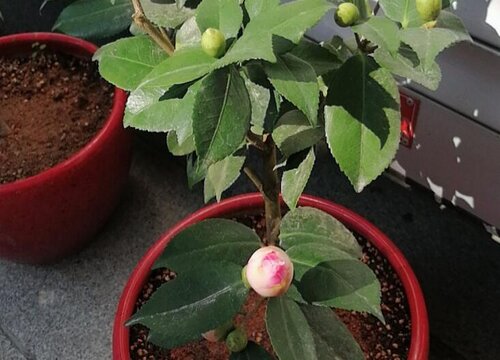 茶花孕蕾期养护诀窍