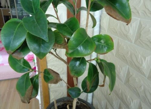 茶花大量的掉落花苞是什么原因