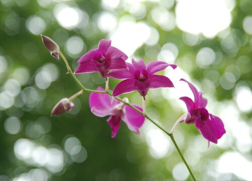 夏季怎么养兰花才能避免叶片长斑点