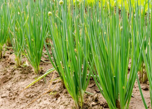 院子里适合种什么蔬菜（一年四季适合庭院种植的蔬菜）