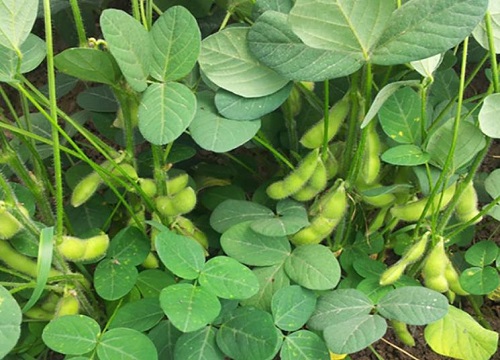 种植大豆怎样防治病虫害（大豆中后期病虫防治技术和用药）