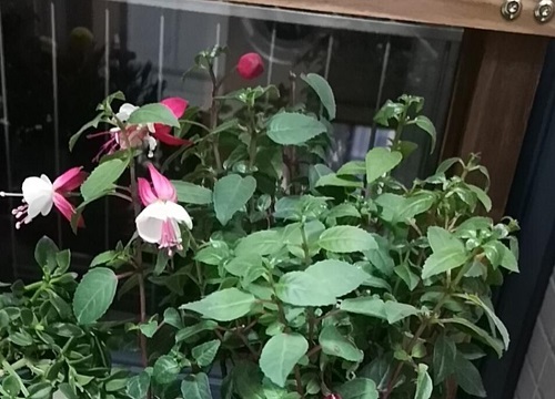 倒挂金钟夏天如何养护长势旺盛