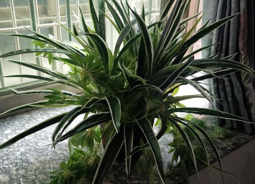 夏天如何养吊兰叶片肥大