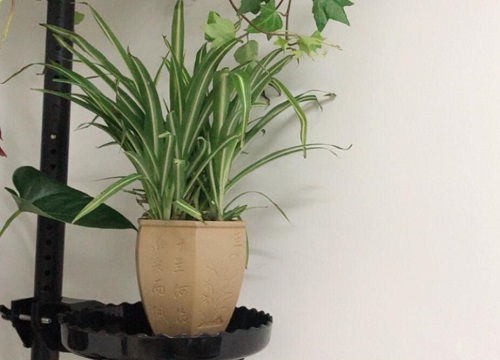 立冬后怎么养吊兰安稳过冬
