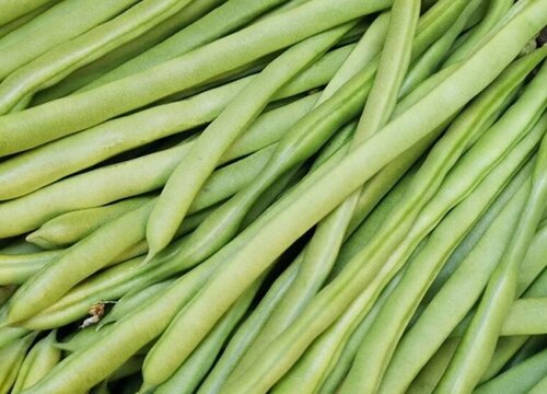 豆角品种图片及名称大全 现在种豆角哪个品种好