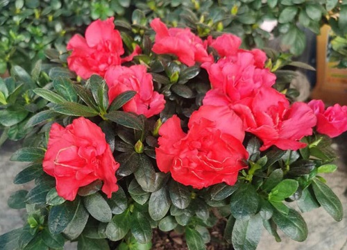 杜鹃花花蕾不生长如何解决