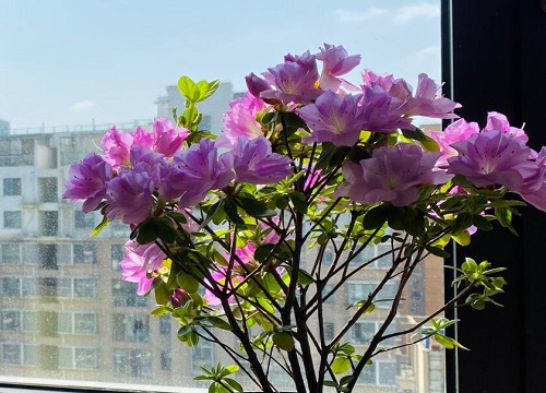 杜鹃花怎么养护年年开满花