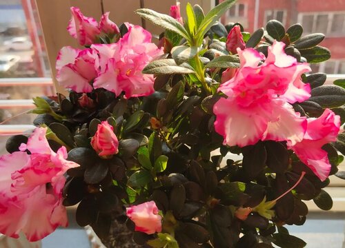 杜鹃花掉花苞不开花是怎么回事