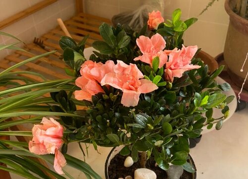 杜鹃花的养殖方法