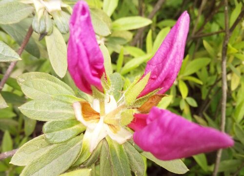 杜鹃花怎么养护保证花开不败